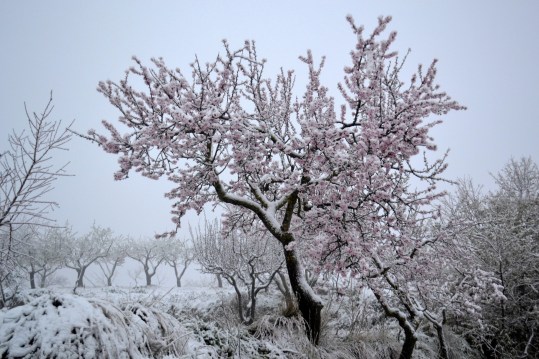 Almond_tree,_snow.
